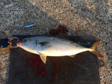 青物とヘチ釣り